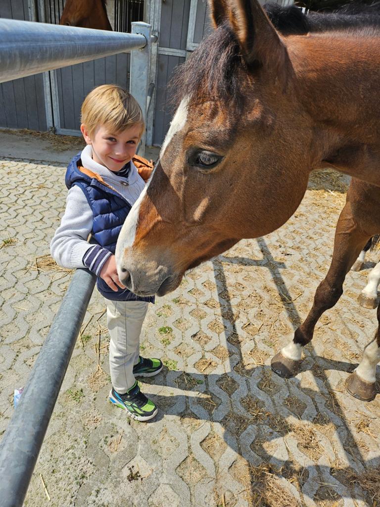 Lieve ruin 2019, Dieren en Toebehoren, Paarden, Met stamboom, Ruin, 7 tot 10 jaar, 160 tot 165 cm