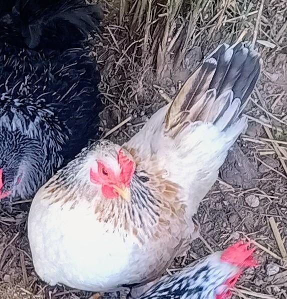 Trio chabo, Dieren en Toebehoren, Pluimvee, Meerdere dieren, Kip