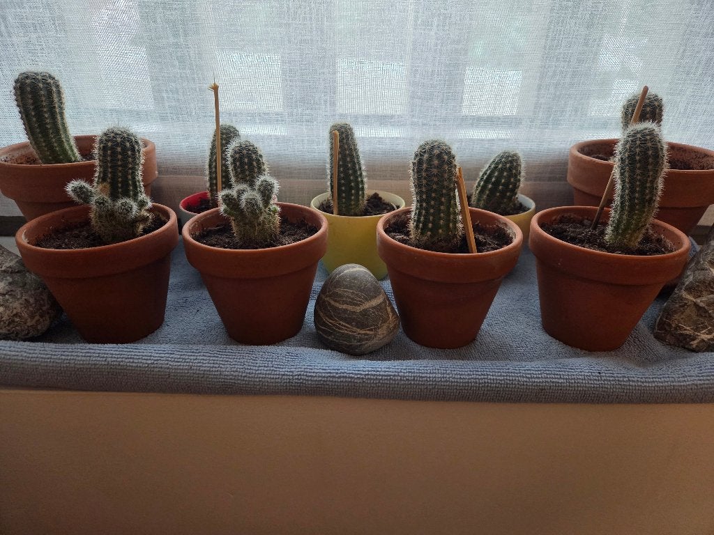 Cactus, Ophalen, Minder dan 100 cm, In pot, Cactus