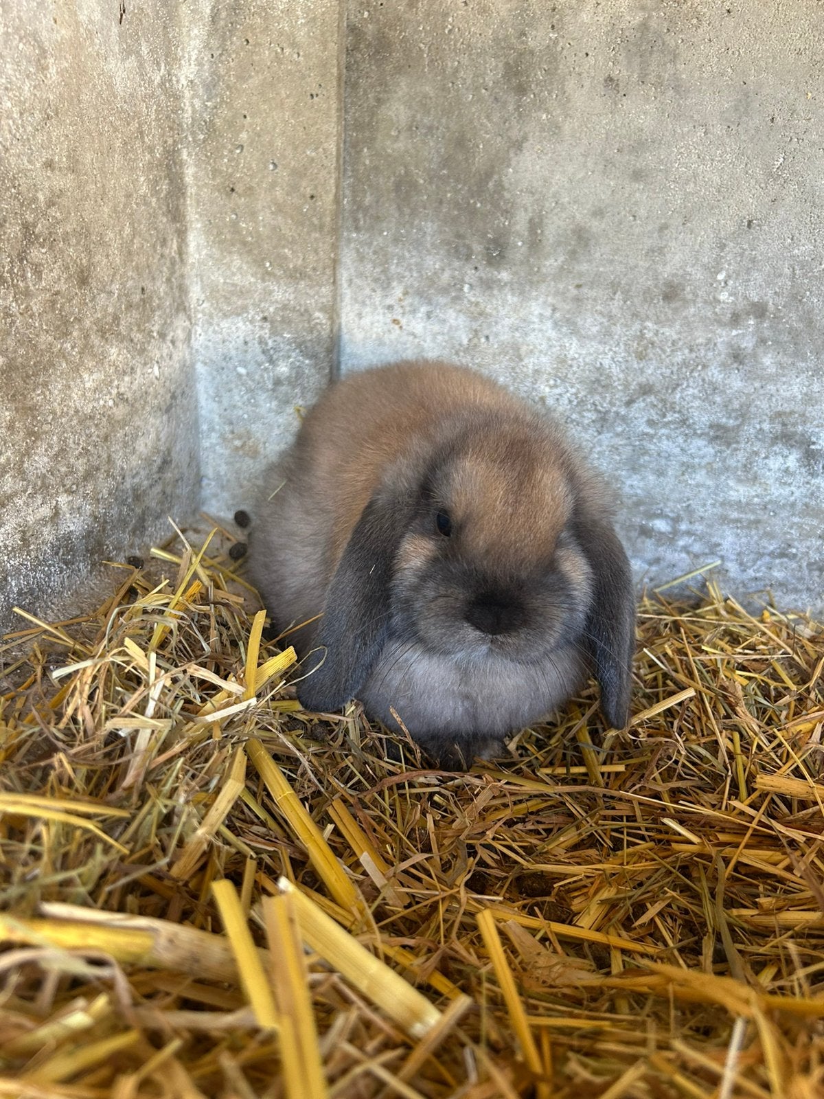 Nederlandse dwerghangoor voedster 9 weken, Femelle, Nain, Oreilles tombantes, 0 à 2 ans
