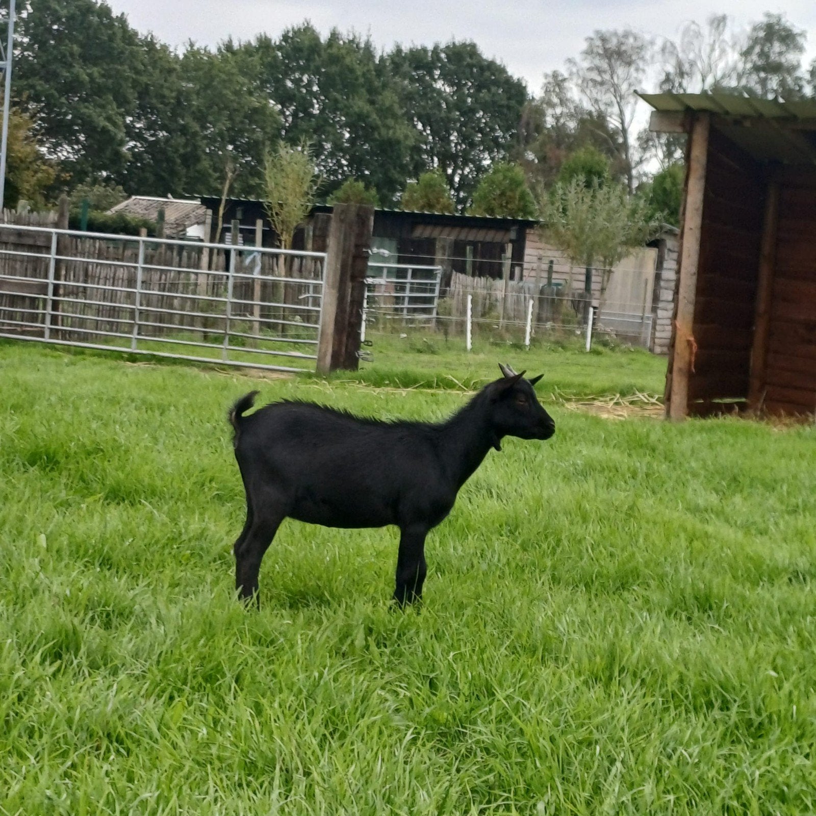 mini geitjes, Dieren en Toebehoren, Vrouwelijk, 0 tot 2 jaar