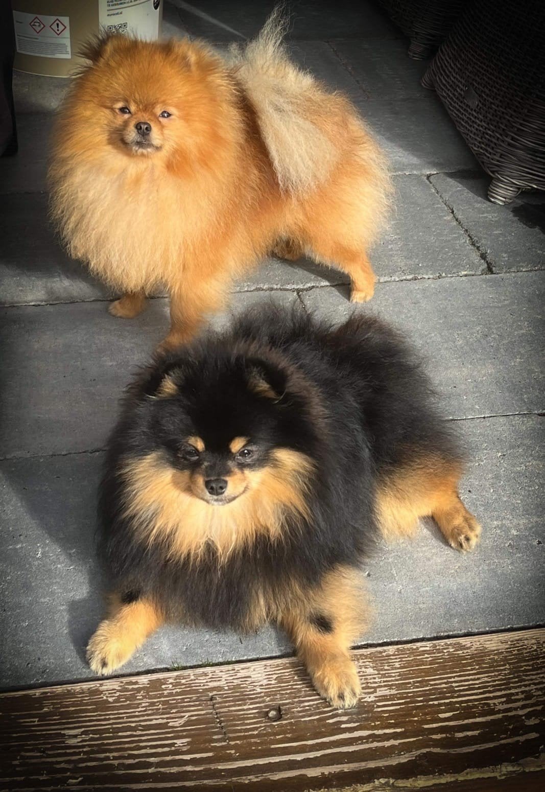 Couverture officielle : Poméranie-Poméranie-Poméranie-Poméra, 3 à 5 ans, Loulou, Chien (mâle), Belgique