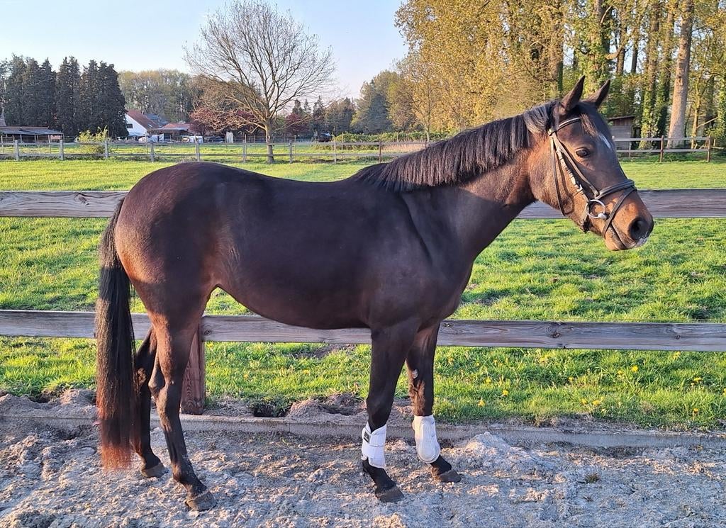 Merrie C-pony 3 jaar vader is Deluxe, Animaux & Accessoires, Poneys, Jument, Poney C (1.27 m à 1.37m), Avec pedigree, 3 à 6 ans