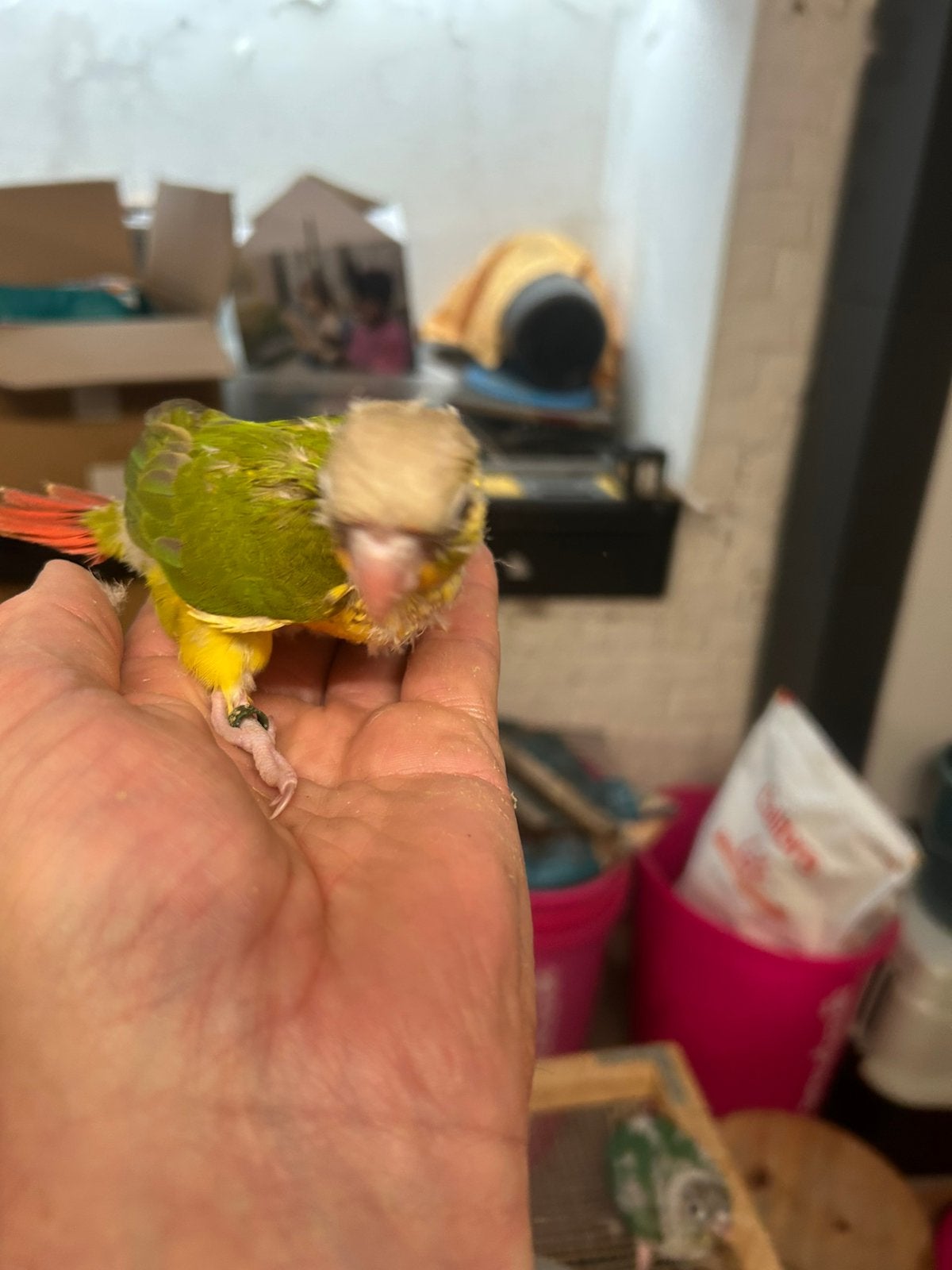 Pyrrhura parkieten  handtam, Dieren en Toebehoren, Vogels | Parkieten en Papegaaien, Tam