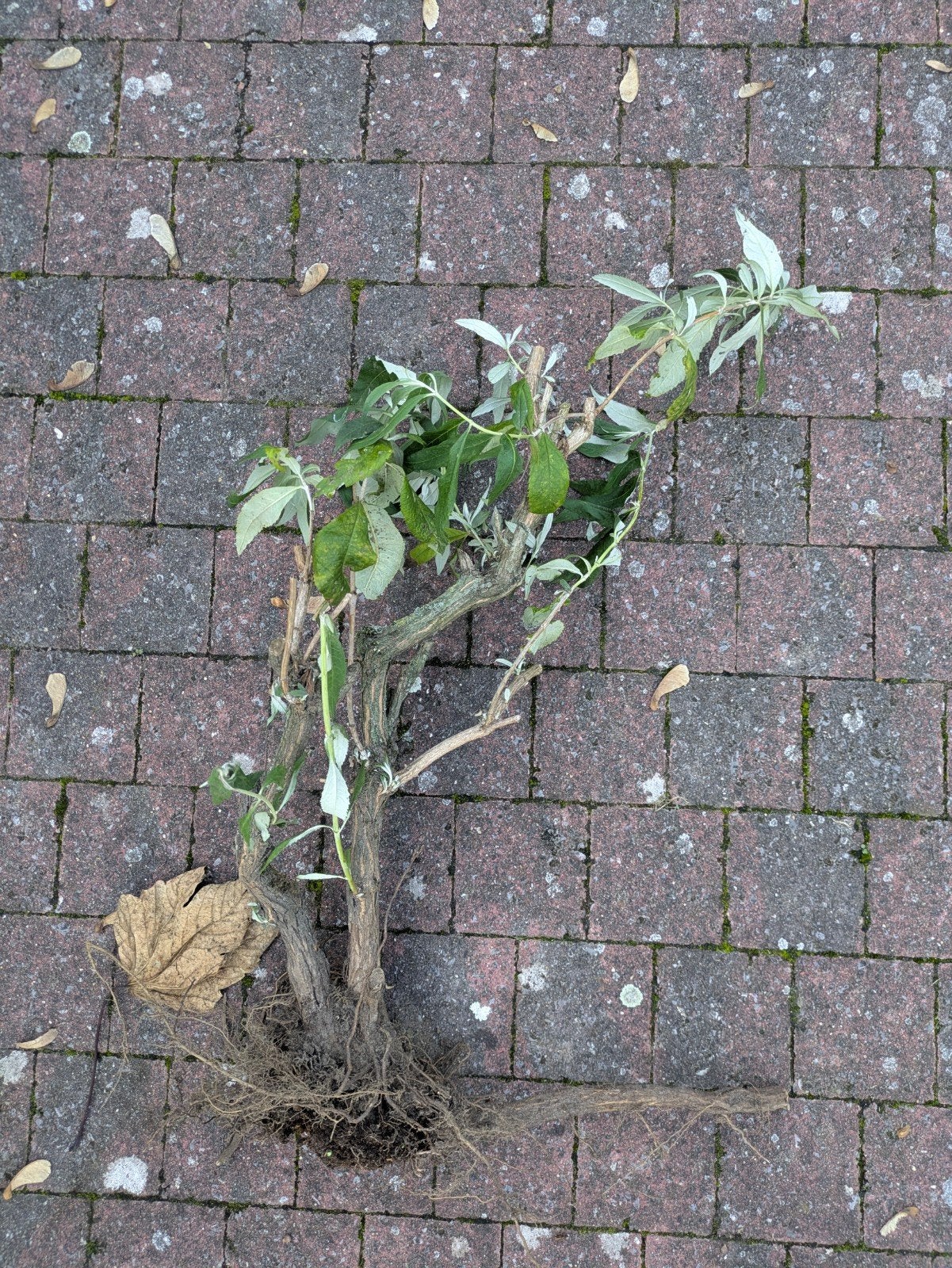 witte vlinderstruik, Ophalen, Vlinderstruik, Struik, Minder dan 100 cm