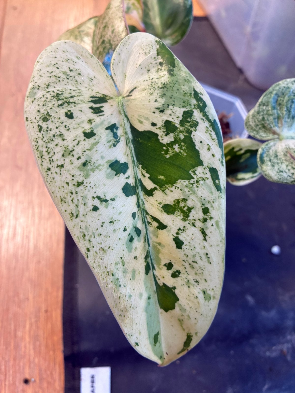 Philodendron Ilsemanii variegata, Huis en Inrichting, Overige soorten, Ophalen of Verzenden, In pot, Minder dan 100 cm