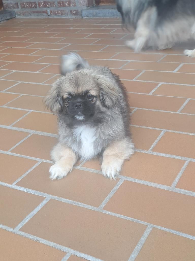 Tibetaanse spaniel pups met stamboom, Dieren en Toebehoren, België, 8 tot 15 weken, Parvo, Meerdere