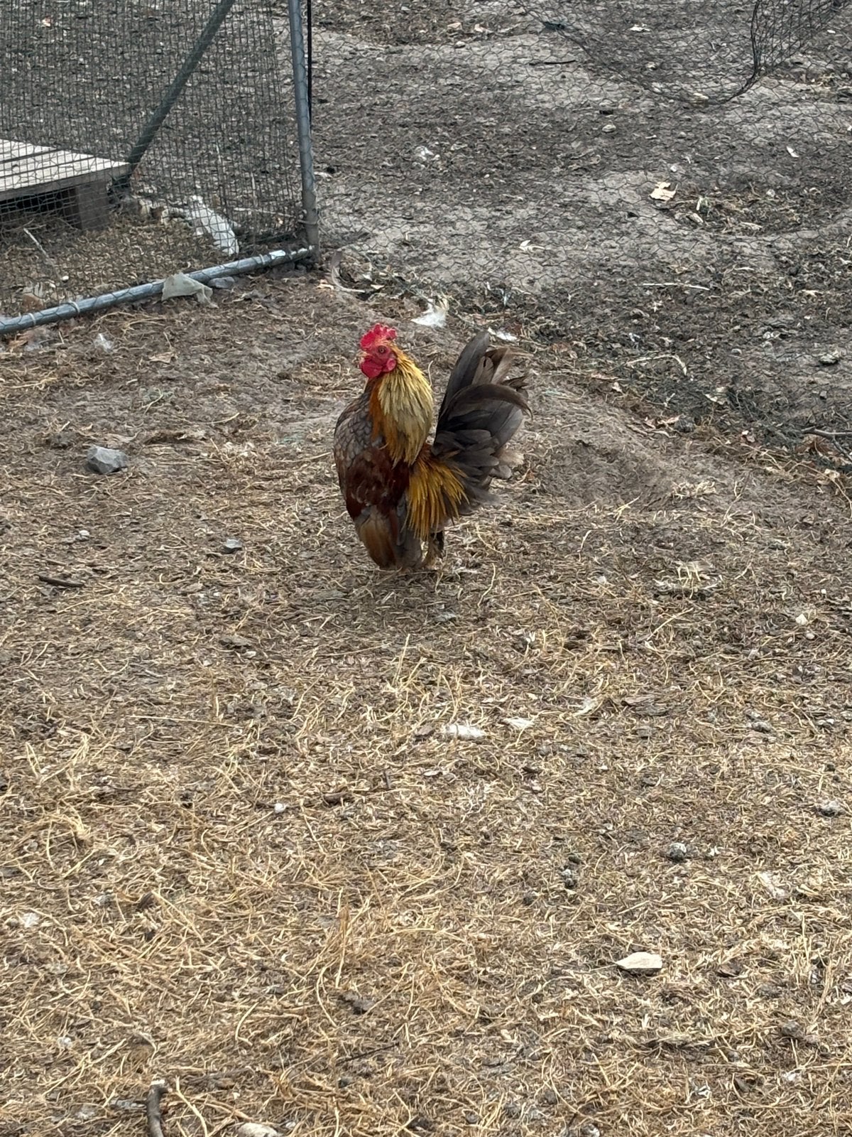 Serama haantje, Dieren en Toebehoren, Mannelijk, Kip