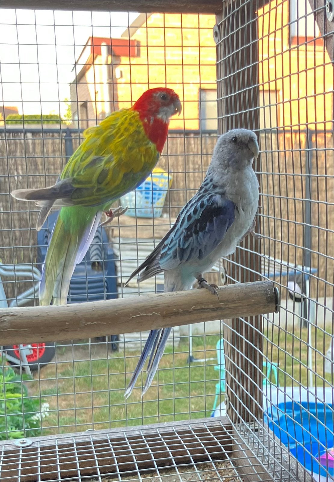 Kweekkoppel rosselas, Dieren en Toebehoren, Vogels | Parkieten en Papegaaien, Meerdere dieren, Parkiet, Geringd