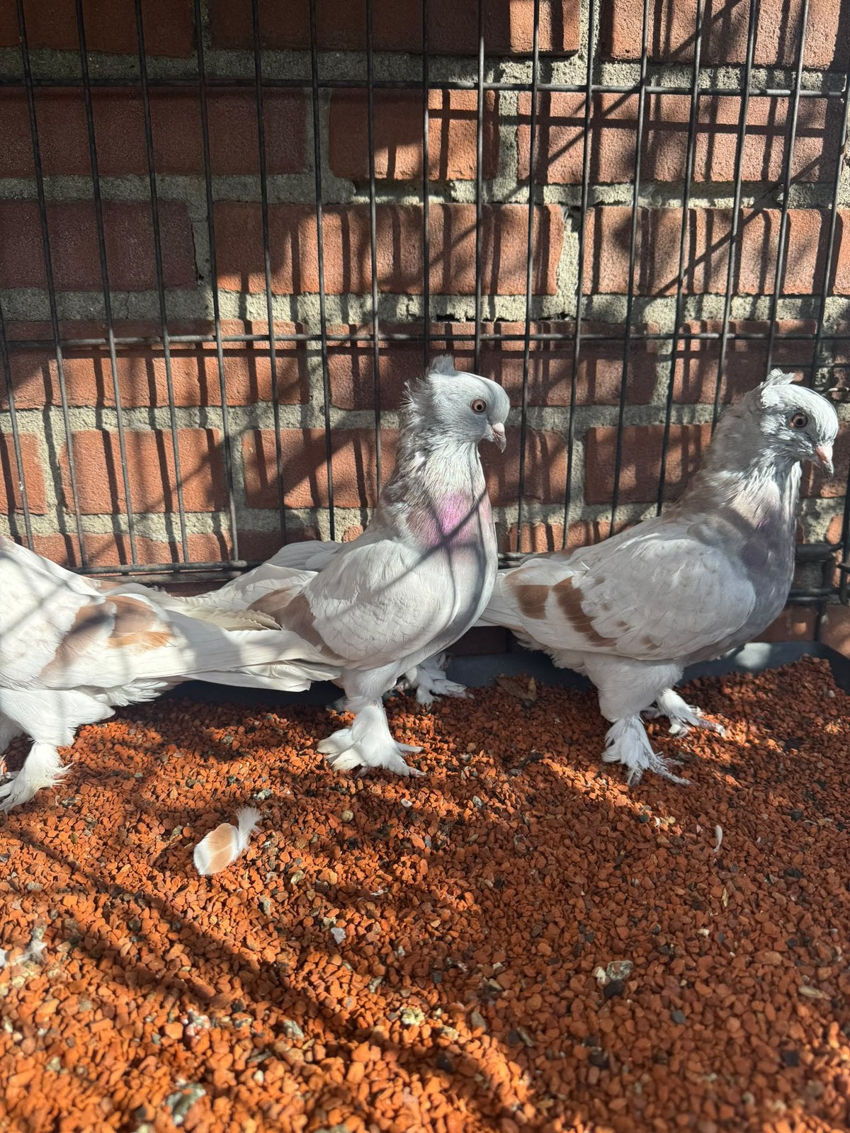 Takla şekeri tekkeli, Dieren en Toebehoren