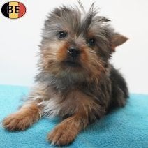 Schattige Yorkshire-puppy's met bijzondere kleuren, Dieren en Toebehoren, Yorkshire Terriër, België, 15 weken tot 1 jaar, Handelaar