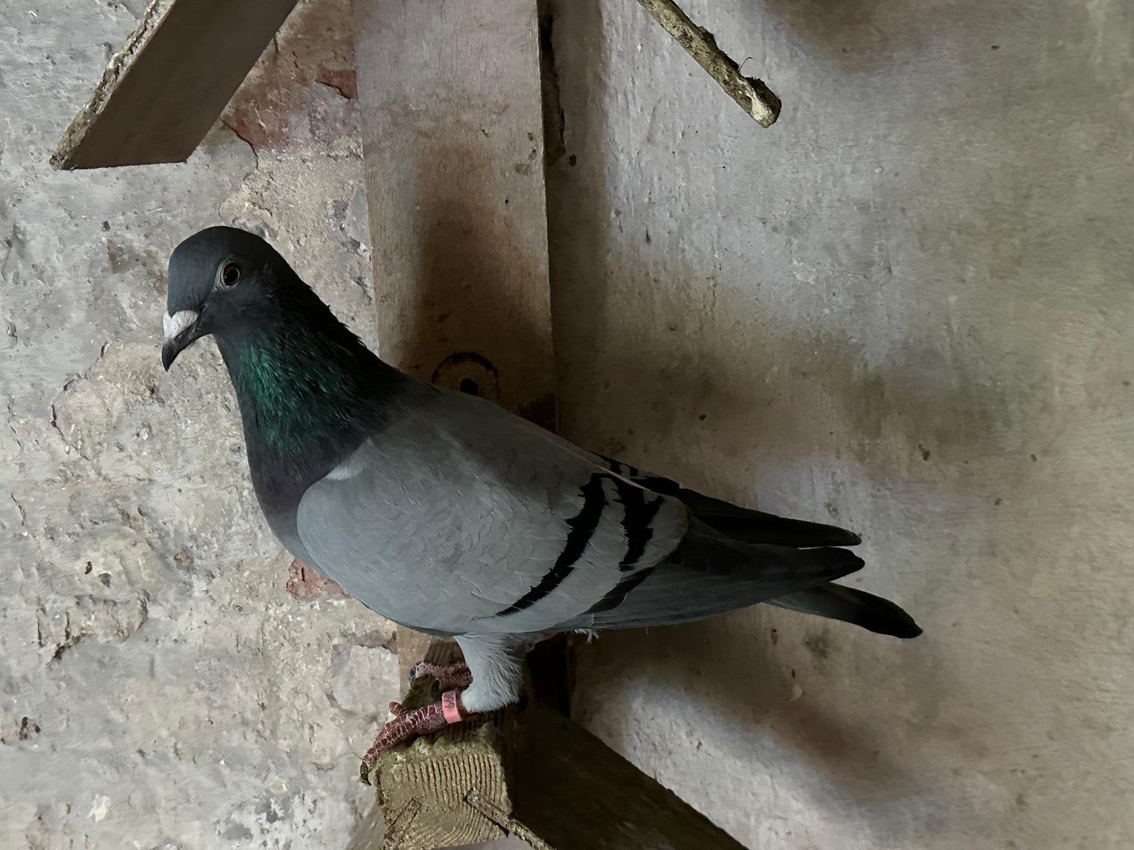 Postduif, Dieren en Toebehoren, Vrouwelijk, Postduif