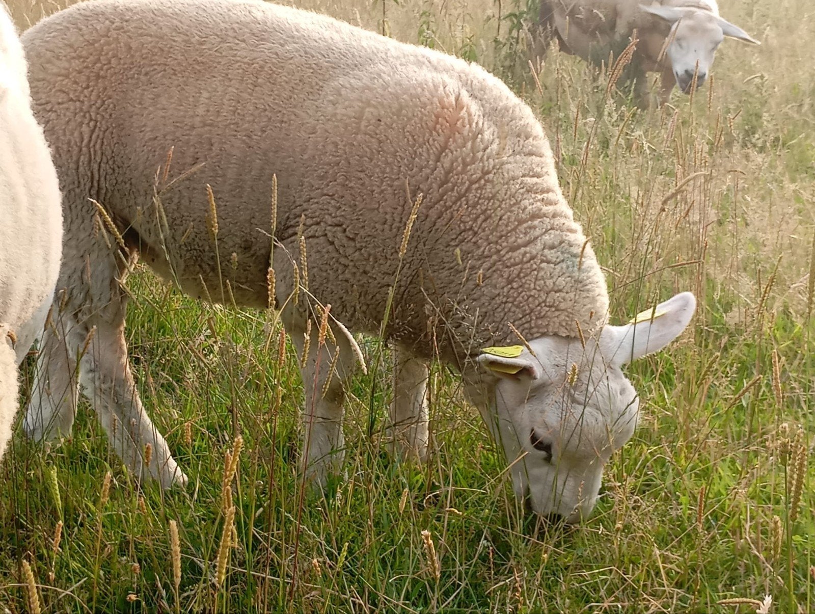 Texel Français