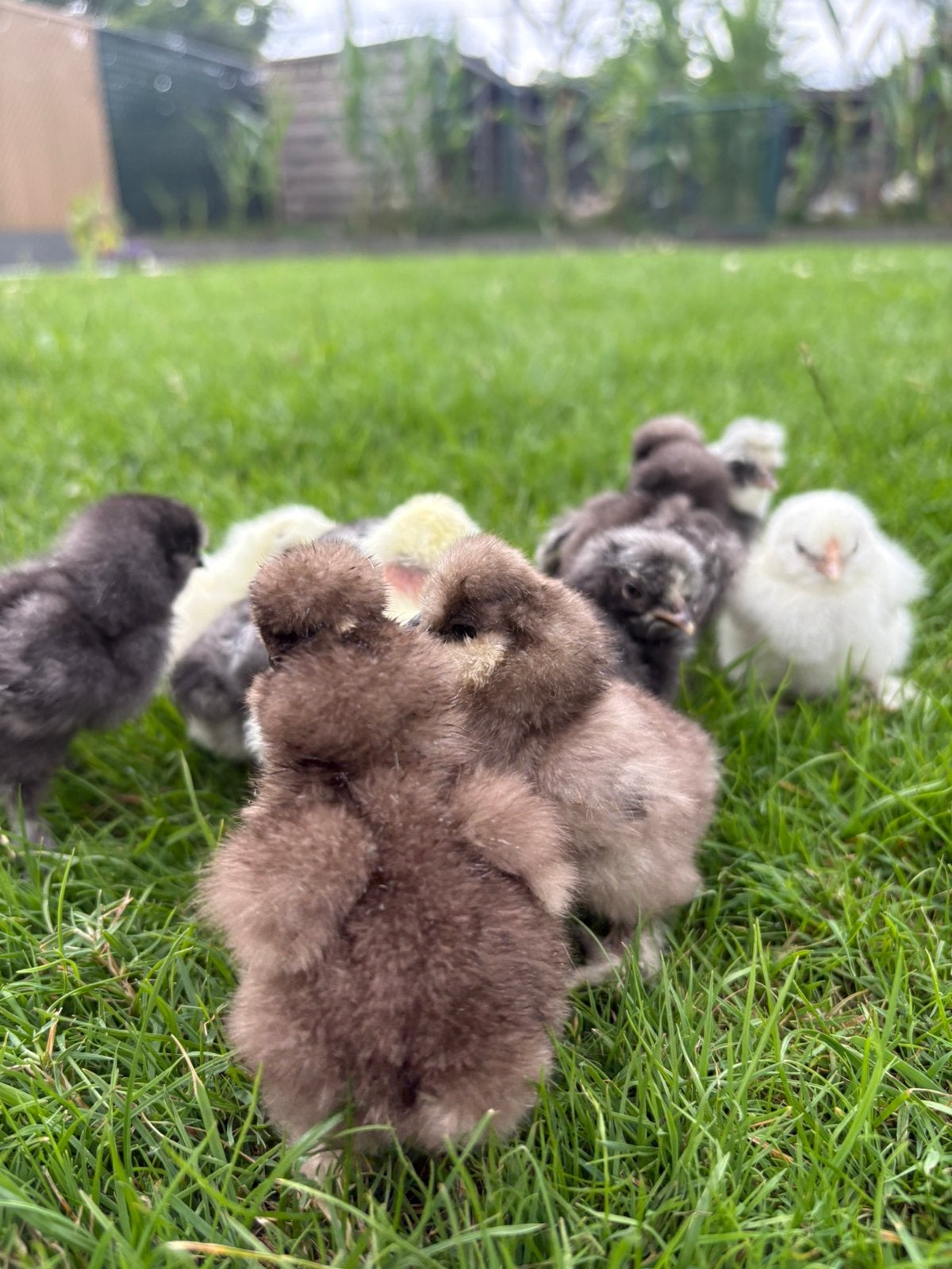 Zijdehoen kuikens USA, Dieren en Toebehoren, Pluimvee, Geslacht onbekend, Kip
