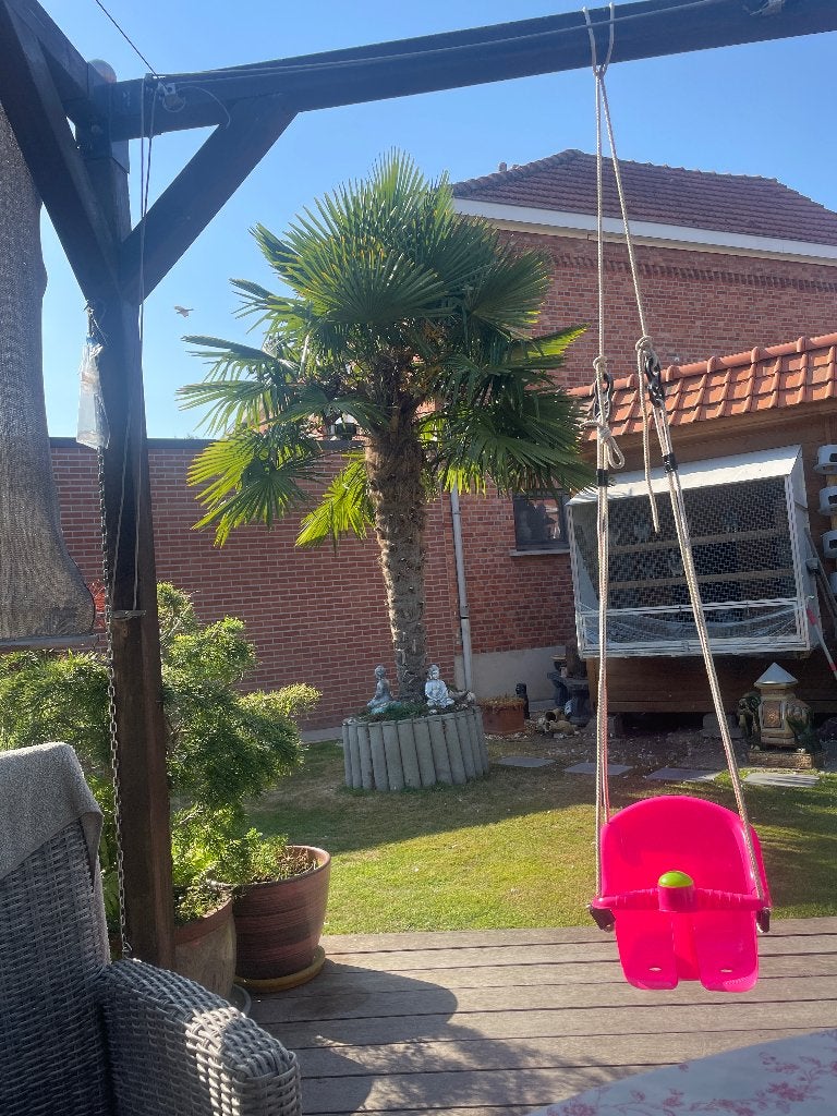 Palmboom (Chinese waaierpalm), Tuin en Terras, Lente, Palmboom, 400 cm of meer, Ophalen