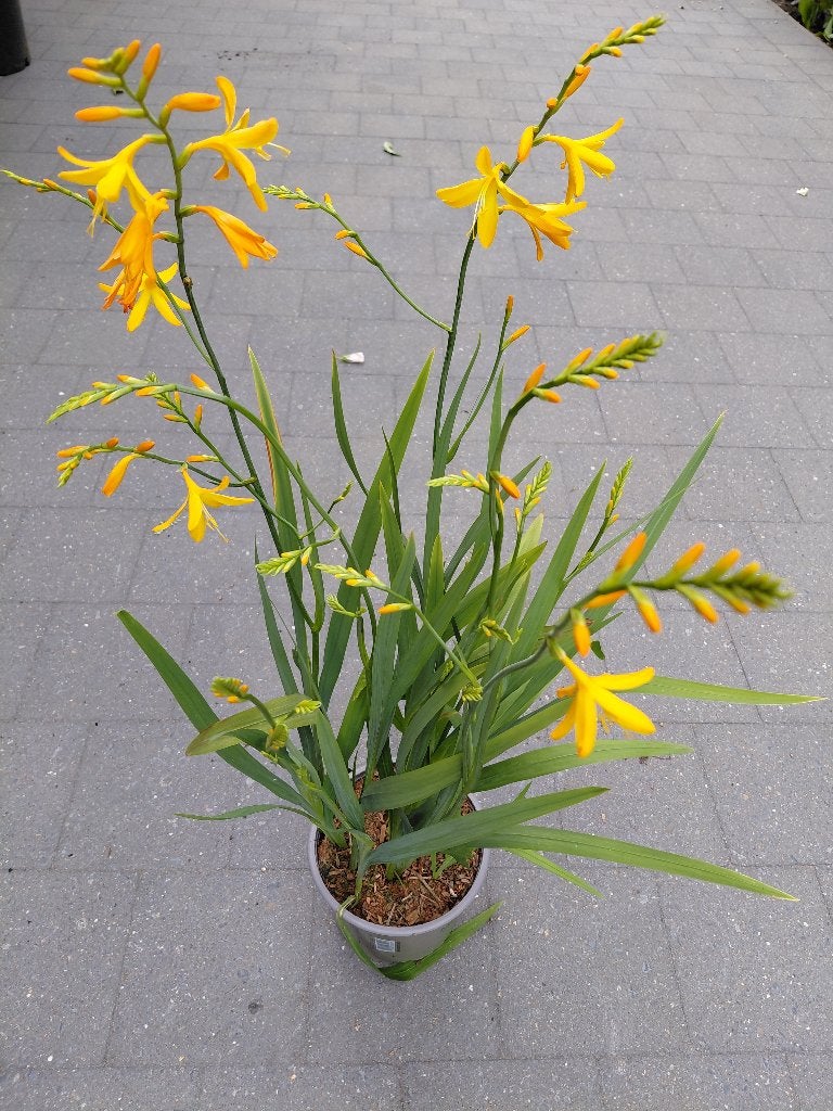 Crocosmia geel, Ophalen, Volle zon