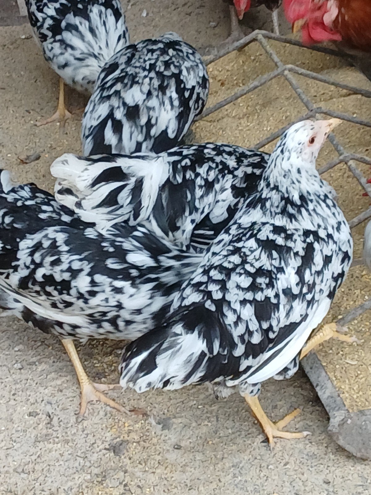Bonte leghorn hennen, Dieren en Toebehoren, Vrouwelijk, Kip