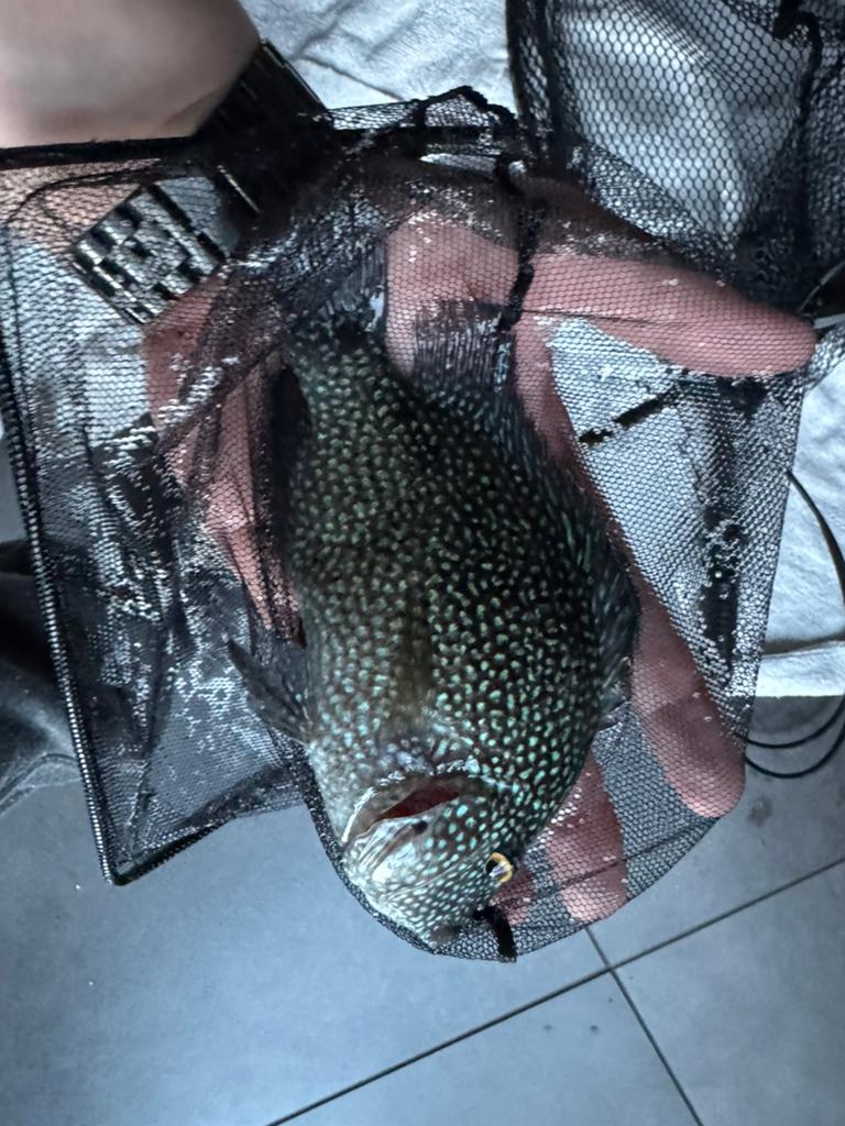 Texas cichlide - gratis NU af te halen, Dieren en Toebehoren, Vissen | Aquariumvissen