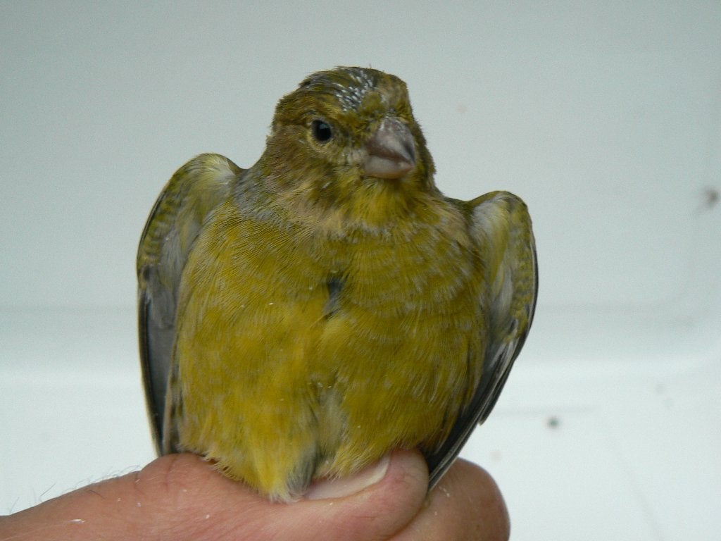KANARIE GROEN AGAAT MAN, Mannelijk, Zangkanarie