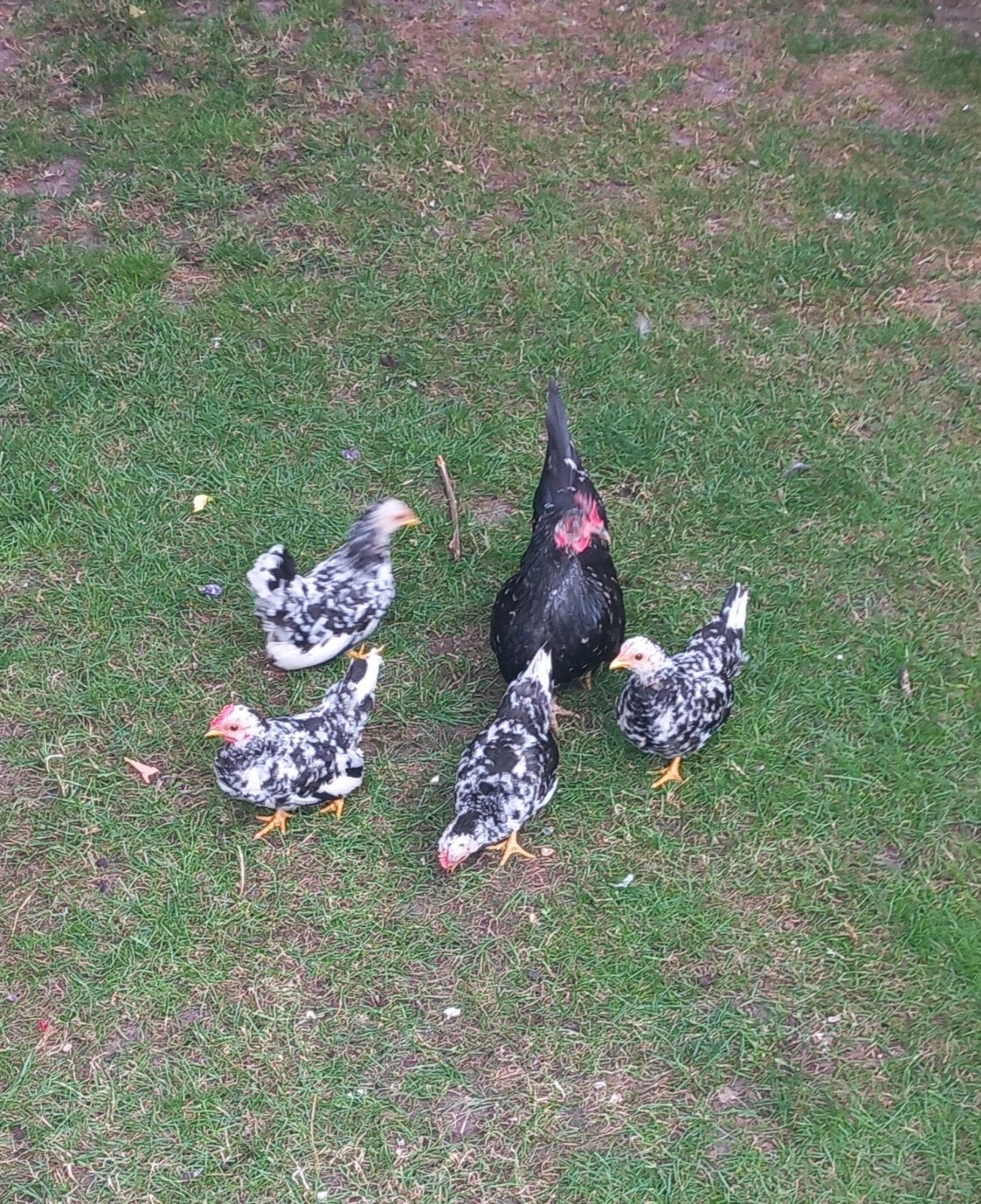 Chabo kippen te koop, Dieren en Toebehoren, Meerdere dieren, Kip