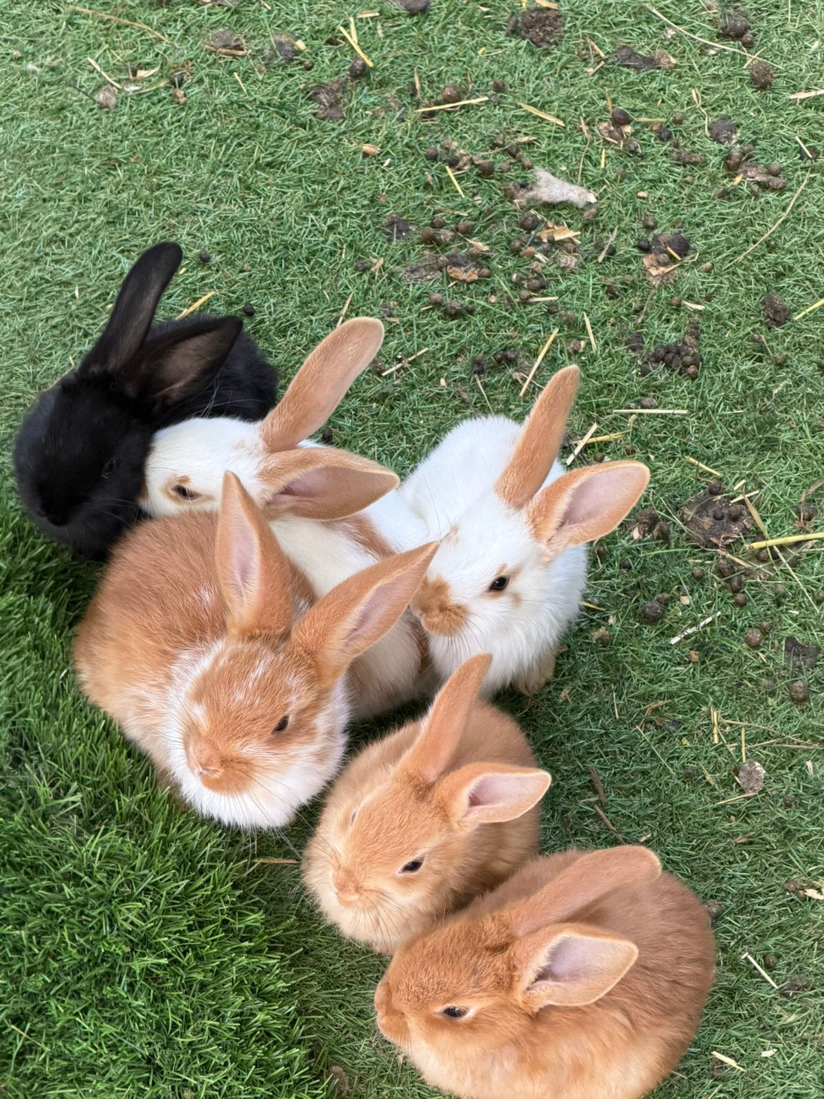 Bébés géants flamands, Plusieurs animaux, Grand, 0 à 2 ans