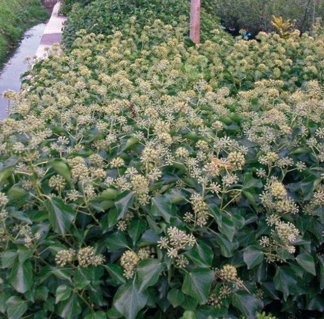 Hedera hel. 'Arborescens' 3L, Tuin en Terras, Ophalen, Volle zon