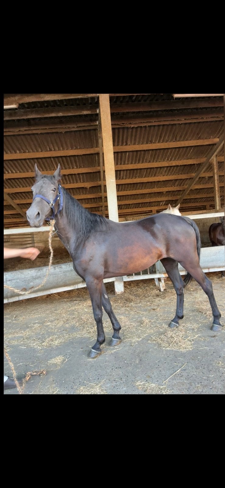merrie, Dieren en Toebehoren, Paarden, Merrie