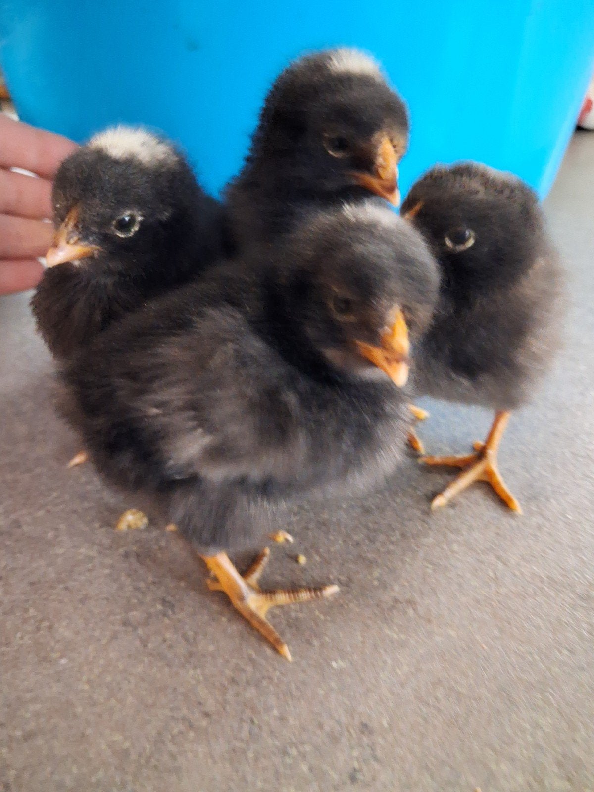 Pas uitgepikte kuikens van grote legrassen, Poule ou poulet