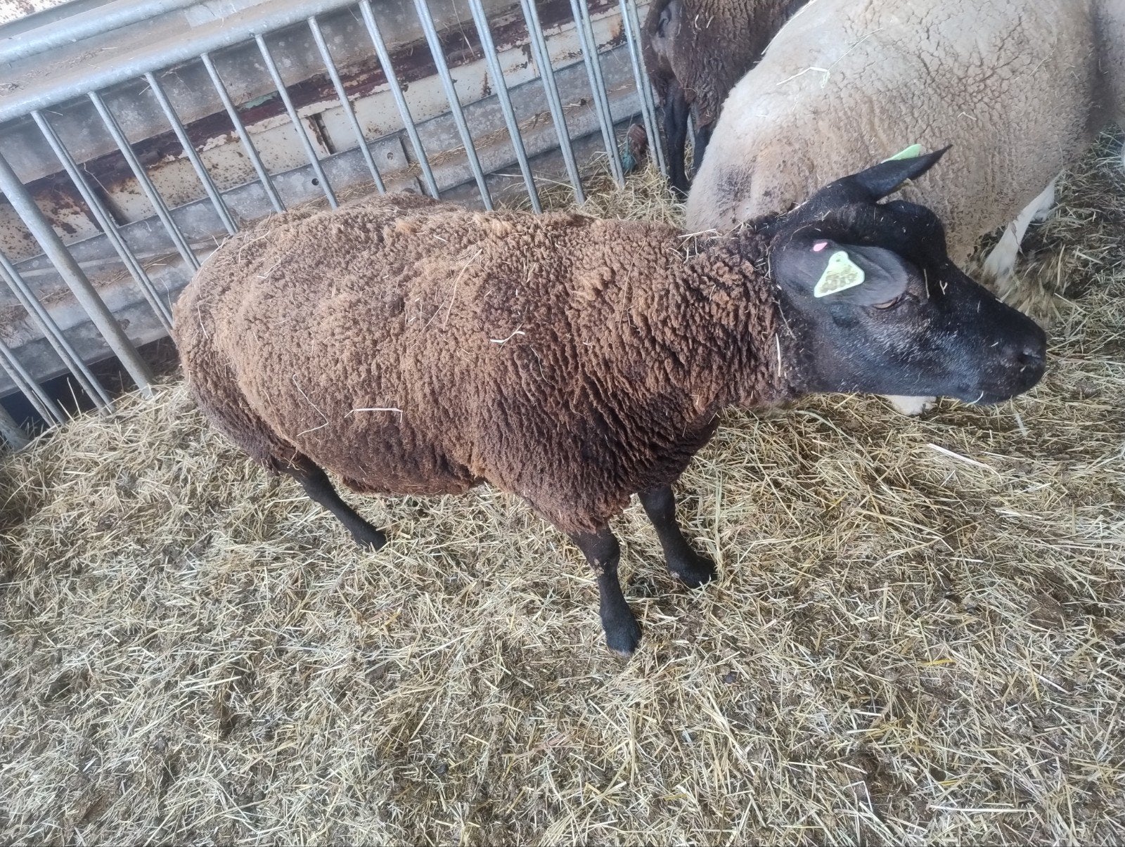 Texel ooien