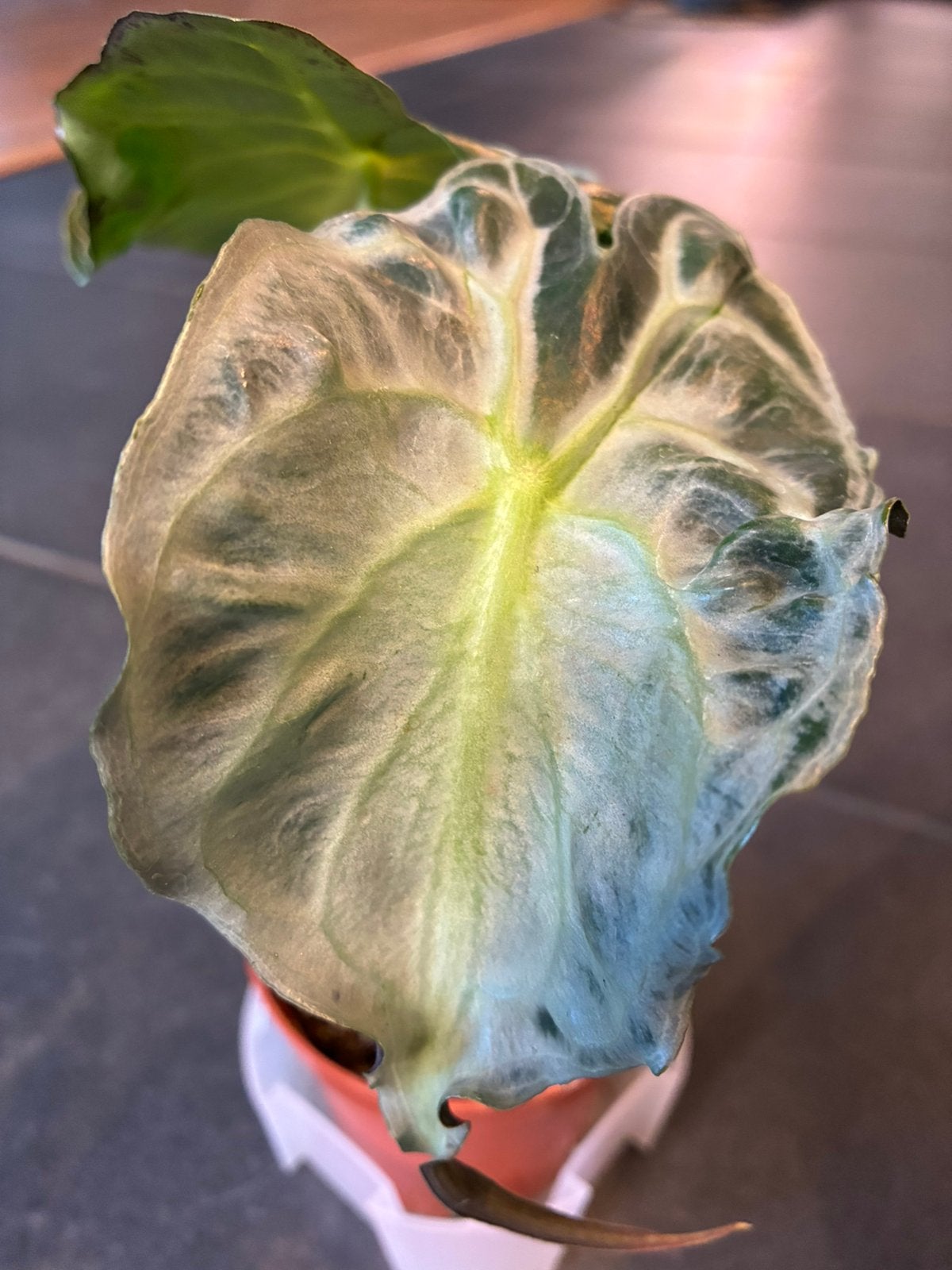 Alocasia Venom, Huis en Inrichting, Kamerplanten, Overige soorten, In pot, Minder dan 100 cm, Groene kamerplant