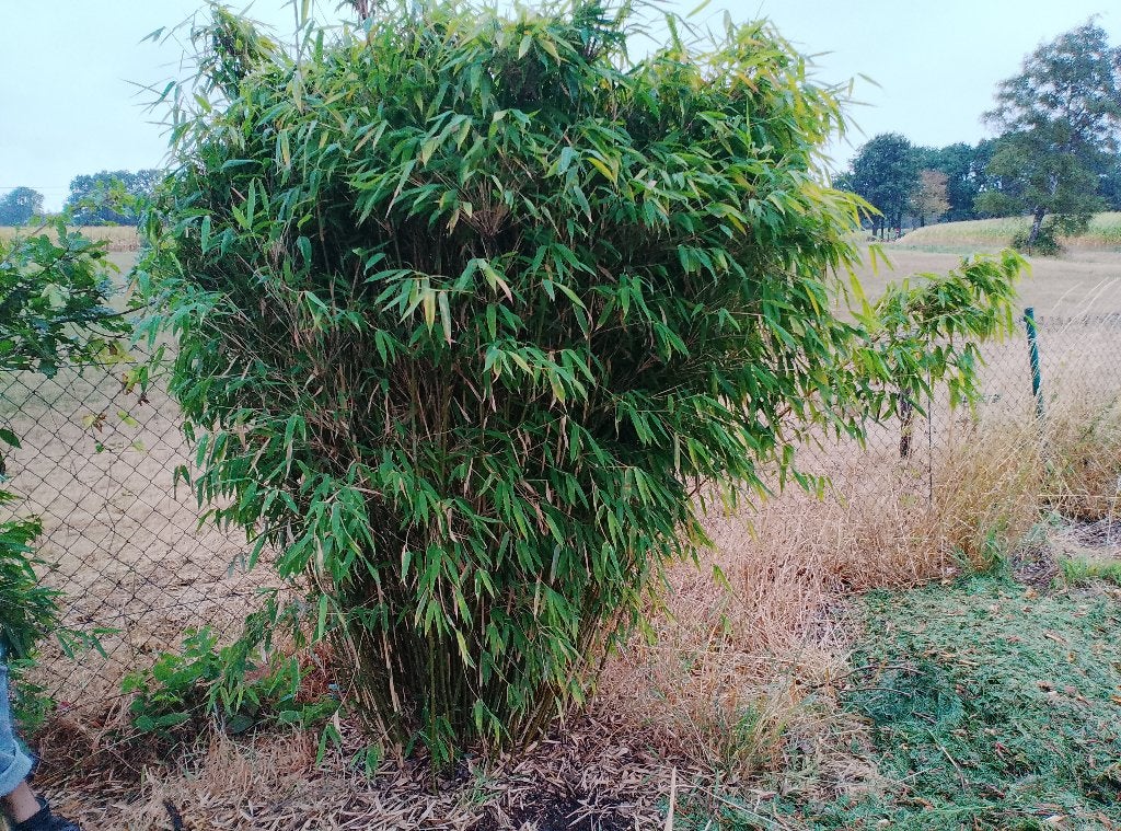 Bamboe planten solitaire plant, Tuin en Terras, Planten | Struiken en Hagen, Ophalen, Bamboe, Struik, 100 tot 250 cm