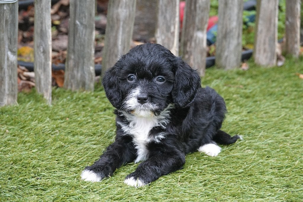 Prachtige Cavapoo pups (zwart-wit en tricolor), België, Overige rassen, 8 tot 15 weken, CDV (hondenziekte)