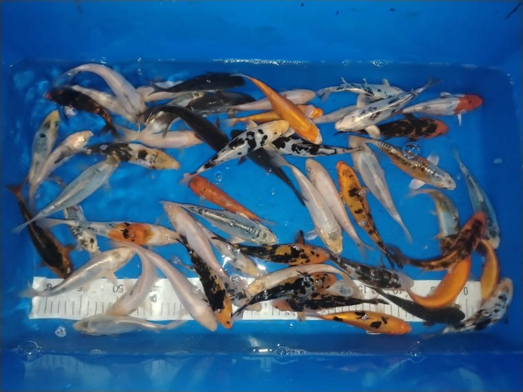 Koi mix 15/20cm, Dieren en Toebehoren, Vissen | Vijvervissen