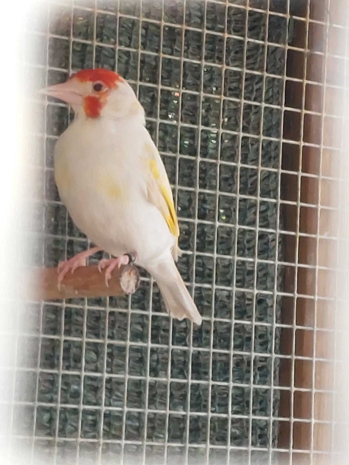 Distelvinken putters, Dieren en Toebehoren