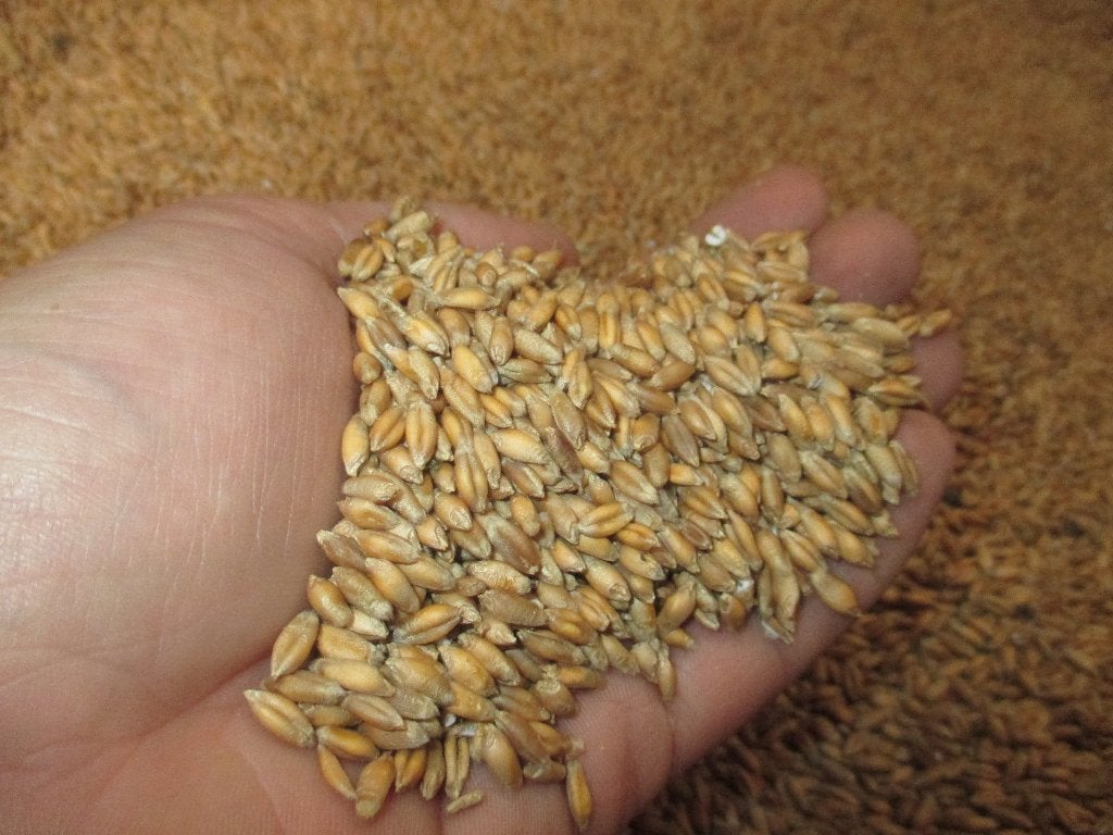 graan, Ophalen, Pluimvee