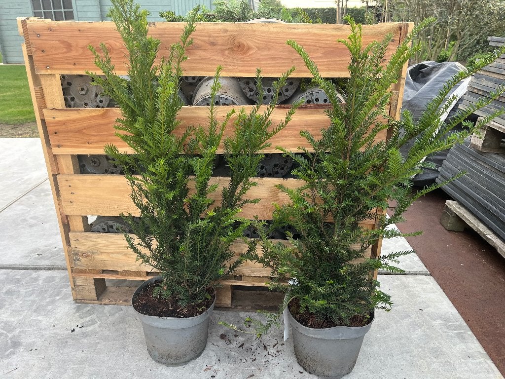 45 stuks Taxus baccata 40-60cm, Tuin en Terras, Ophalen, Taxus