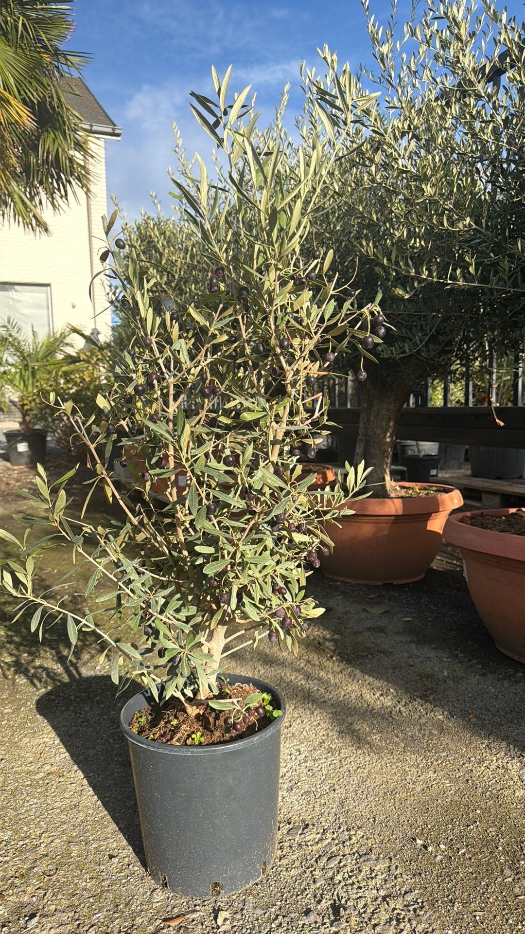 Olijvenstruikje - cadeautip, Tuin en Terras, Ophalen