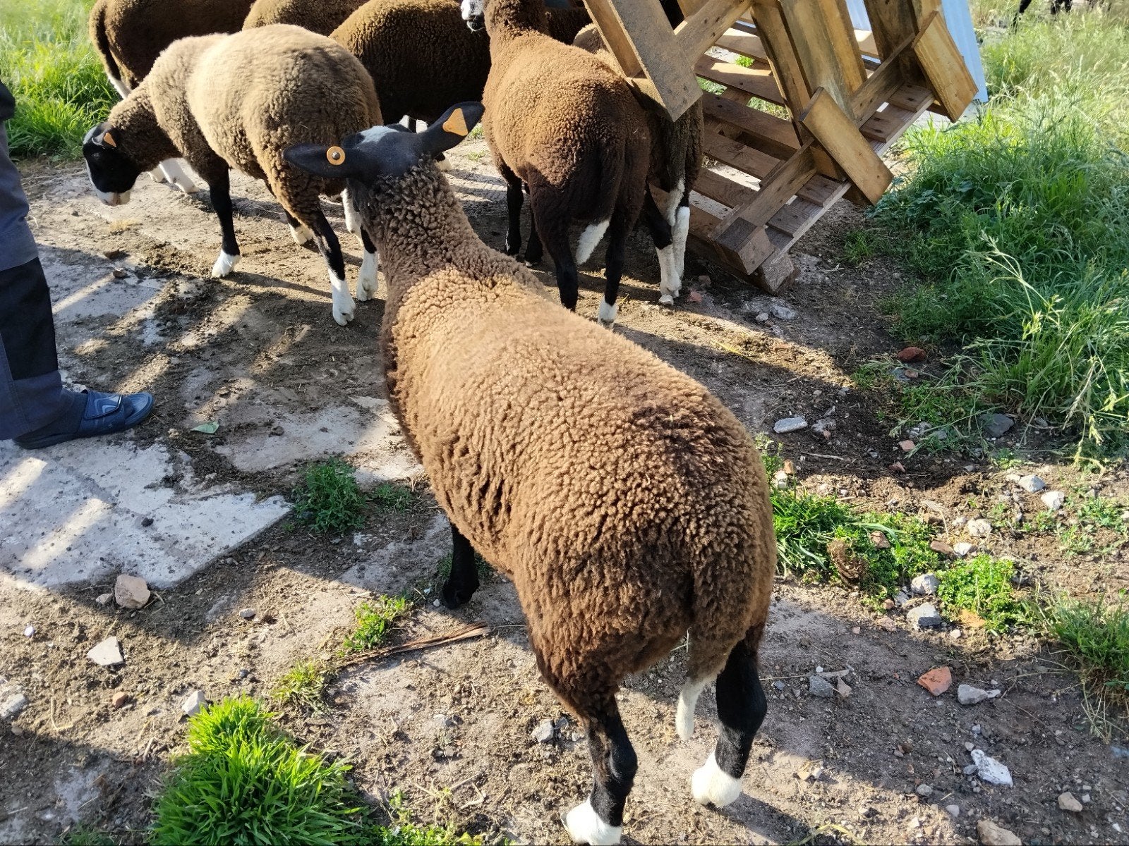 Ramlammeren, Dieren en Toebehoren, Schapen, Geiten en Varkens