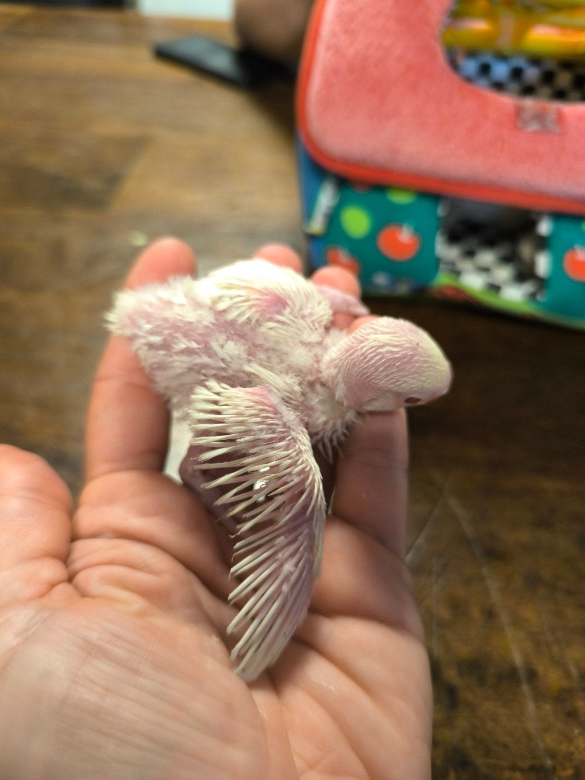 Jonge Dwergpapegaai handtam, Dieren en Toebehoren