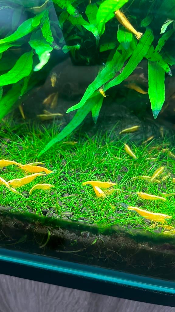 Neocaridina Yellow fire backstripe garnalen high grade