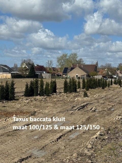 Taxus baccata kluitplanten, Ophalen, Taxus, Haag, 100 tot 250 cm