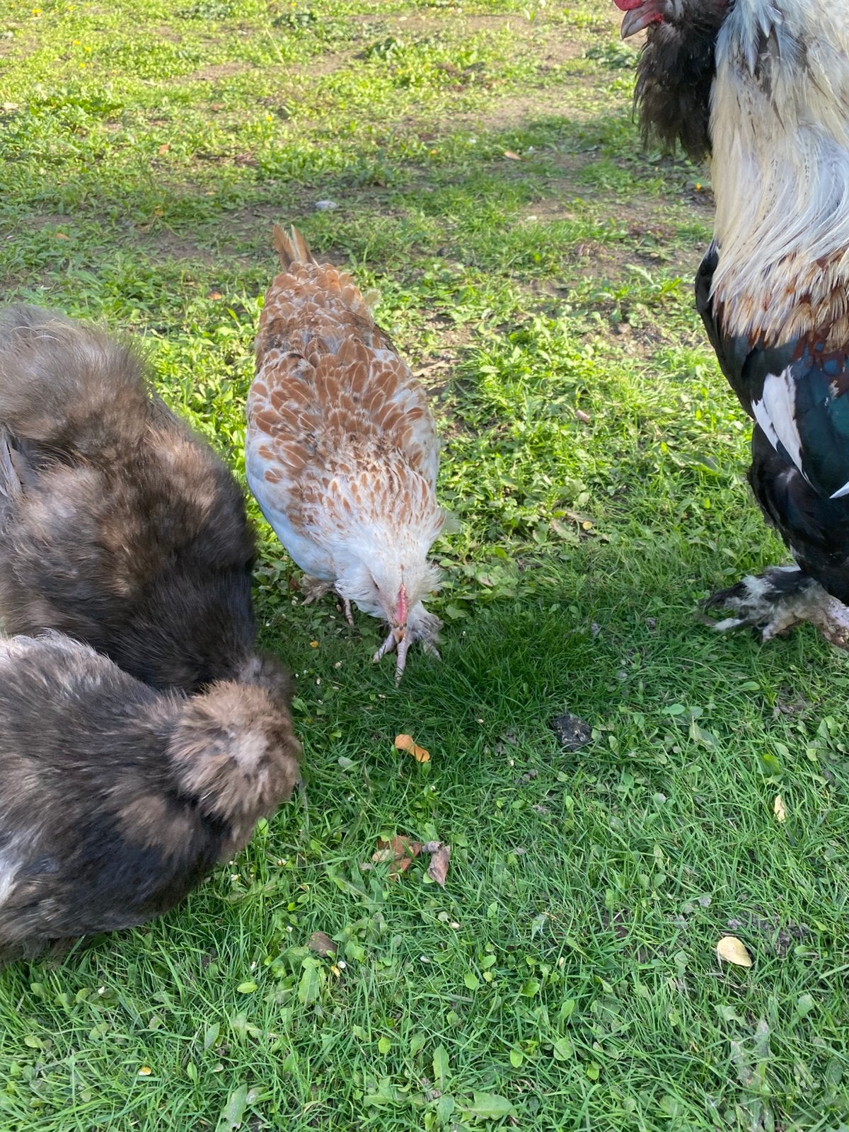 Faverolles hennen, Dieren en Toebehoren, Vrouwelijk, Kip