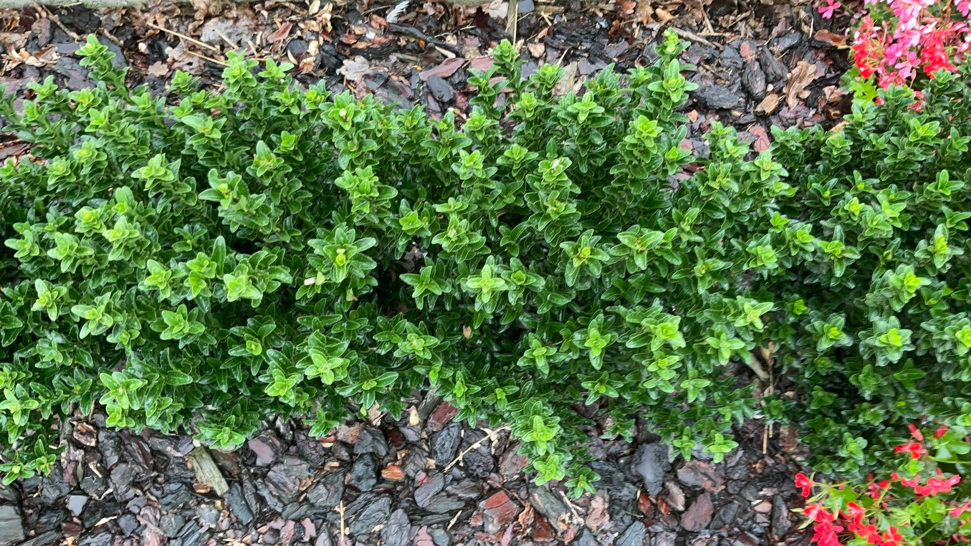 Buxus vervanger 0,40, Tuin en Terras, Planten | Struiken en Hagen, Ophalen, Buxus, Haag