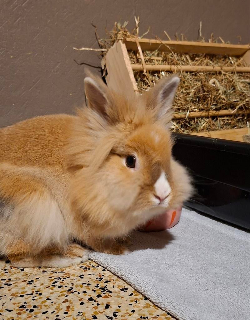 Lapine de race a donner, Dieren en Toebehoren