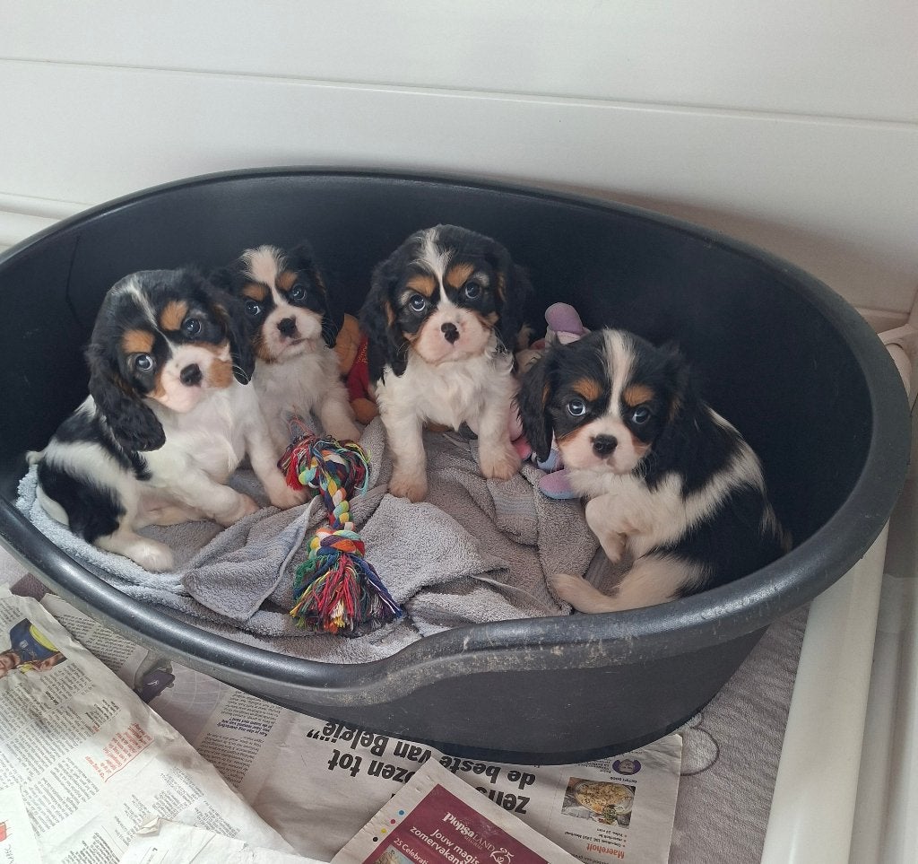 Prachtige cavalier king charles pups, België, Fokker | Hobbymatig, CDV (hondenziekte), 8 tot 15 weken