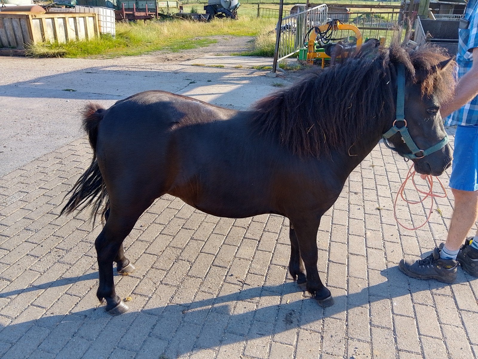Shetlander merrie, Dieren en Toebehoren, Merrie