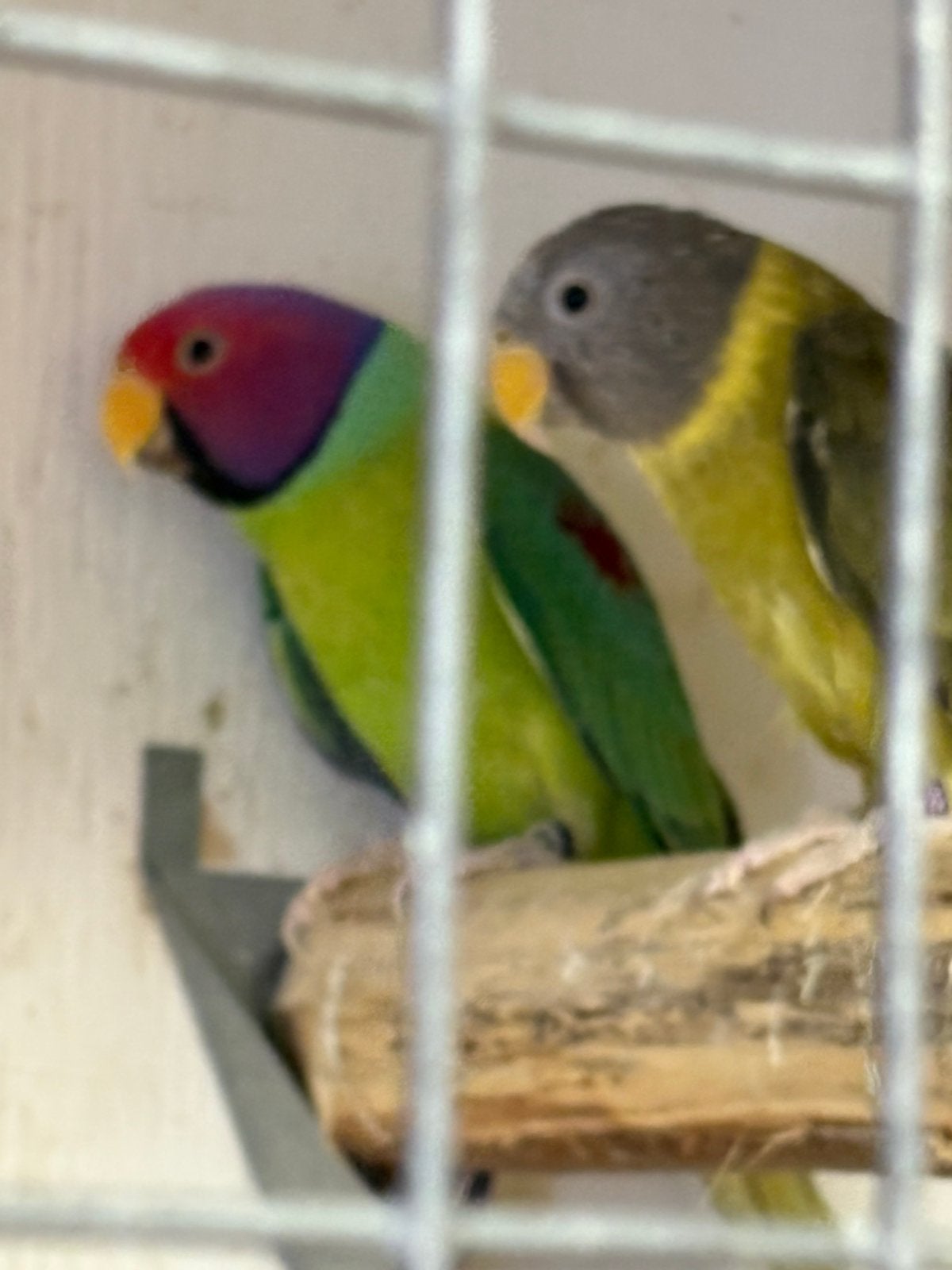 Pruimkoppen, Dieren en Toebehoren, Vogels | Parkieten en Papegaaien