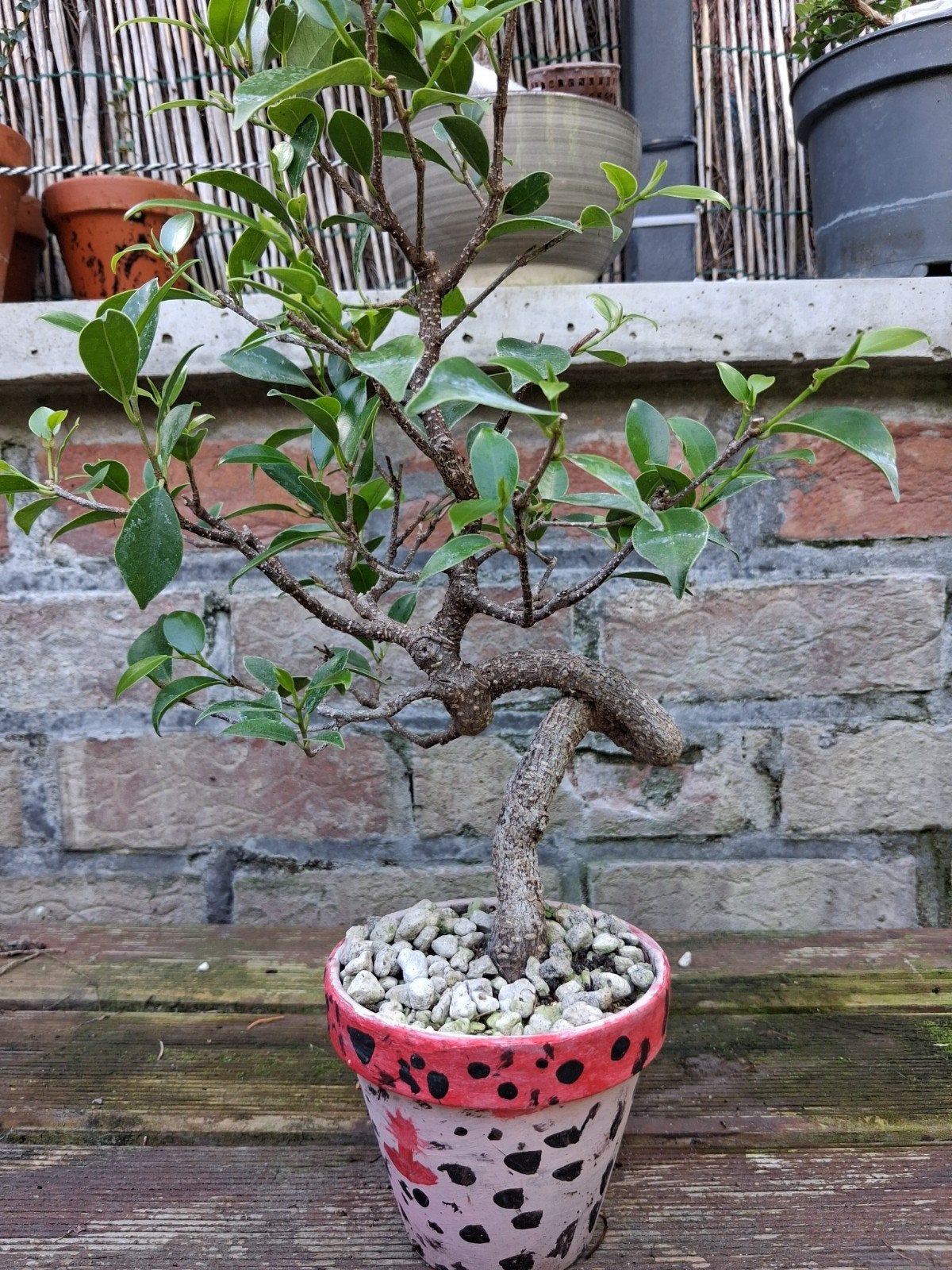 Bonsai de ficus, Jardin & Terrasse, Plantes | Arbres, Enlèvement, En pot