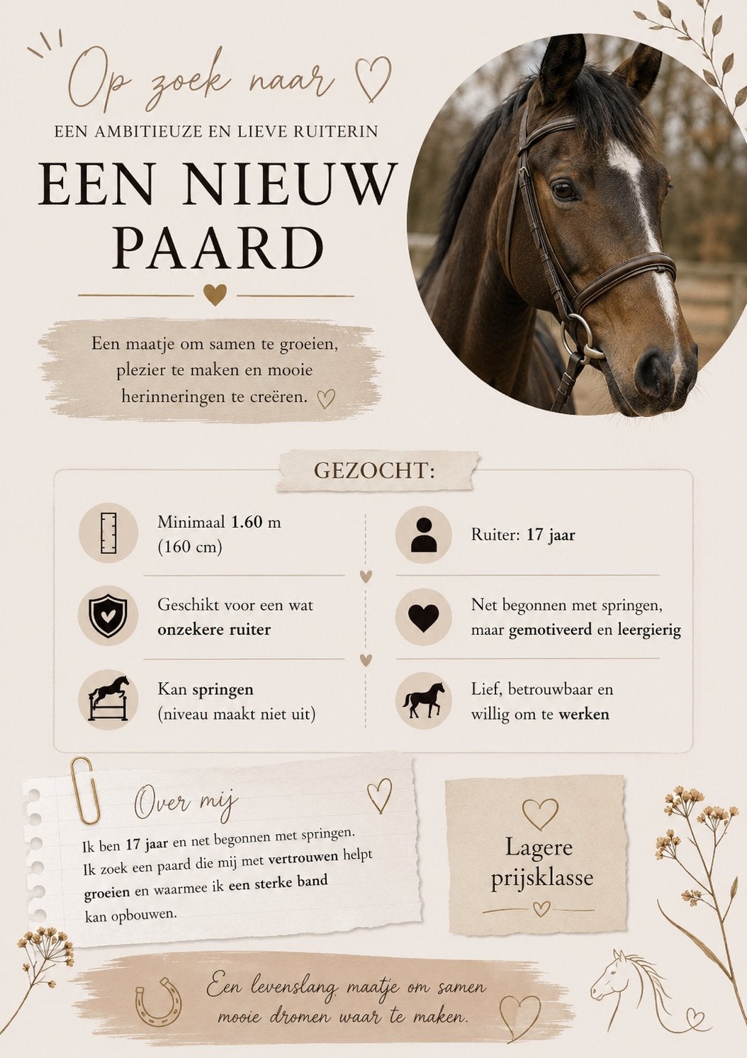 Je cherche un cheval !, Animaux & Accessoires, Chevaux