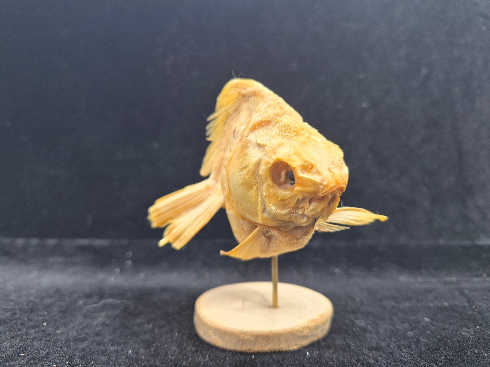 Poisson séché naturalisé / Taxidermie Carassius auratus hype, Collections, Collections Animaux, Enlèvement ou Envoi, Comme neuf